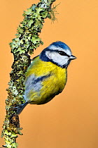 Blue Tit (Cyanistes / Parus caeruleus) perched on lichen-covered twig. Wales, UK, February.