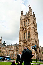 Juvenile Peregrine Falcon (Falco peregrinus) flying around the Houses of Parliament during a news interview. Central London, July 2011