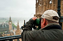 London peregrine expert watching Peregrine Falcons (Falco peregrinus) on the Houses of Parliament. Central London, July. Model: David Morrison.