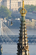 Juvenile Peregrine Falcon (Falco peregrinus) landing on the Houses of Parliament where its parent is perched. Central London, Autumn.