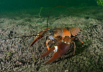 Signal Crayfish (Pacifastacus leniusculus) on lake bottom, Wraysbury Lake, Middlesex, England, May