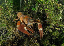 Signal Crayfish (Pacifastacus leniusculus) on lake bottom, Wraysbury Lake, Middlesex, England, May