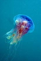 Blue jellyfish (Cyanea lamarckii), Porthkerris Cove, Cornwall, England, UK, June