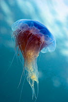 Blue jellyfish (Cyanea lamarckii), Porthkerris Cove, Cornwall, England, UK, June