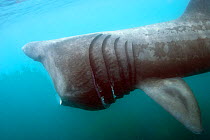 Basking shark (Cetorhinus maximus) feeding, Cornwall, England, UK, June