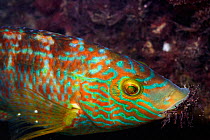 Male Corkwing wrasse (Crenilabrus melops), carrying seaweed to build a nest, Swanage, Dorset, England, UK, May