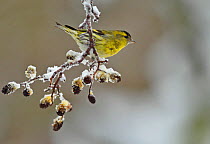 Male Siskin (Carduelis spinus) perched on an Alder (Alnus) twig, Hertfordshire, England, UK, February. Did  you know? According to German legend, Siskins hide stones in their nest which makes them inv...