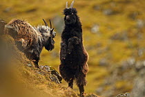 Two Feral goats (Capra aegagrus hircus) fighting, Highlands, Scotland, UK, February. Did you know? Scottish feral goats are descended from domestic goats abandoned during the Highland Clearances.
