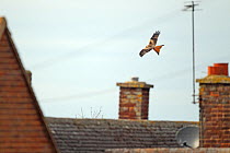 Red kite (Milvus milvus) flying over rooftops, Oxfordshire, England, UK, February. 2020VISION Book Plate.