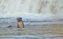 Female European river otter (Lutra lutra) playing with cub near a weir, Hertfordshire, England, UK, February