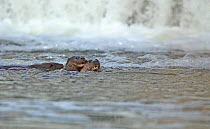 Female European river otter (Lutra lutra) playing with two cubs near a weir, Hertfordshire, England, UK, February