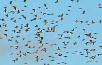 A flock of Linnets (Carduelis cannabina) in flight over farmland, Hertfordshire, England, UK, December