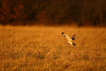 Short eared owl (Asio flammeus) hovering over grassland whilst hunting, Northamptonshire, England, UK, December