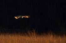 Short eared owl (Asio flammeus) flying over grassland whilst hunting, Northamptonshire, England, UK, December