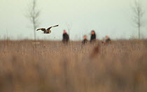 Short eared owl (Asio flammeus) flying over grassland whilst hunting, with people by in the background, Northamptonshire, England, UK, January