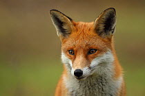 Red fox (Vulpes vulpes) vixen, Hertfordshire, England, UK, January. Did you know? The word Shenanigan comes from the Irish 'sionnachuighim' meaning 'I play the fox'.
