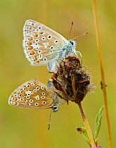 Pair of Common blue (Polyommatus icarus) butterflies mating, Hertfordshire, England, UK