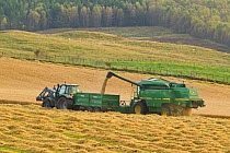 Harvesting barley crop in late summer, Scotland, UK