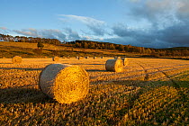 Barley straw bales in field after harvest, Inverness-shire, Scotland, UK, October