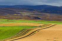 Field of ripe barley in upland farmland landscape, Inverness-shire, Scotland, UK, October