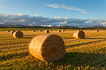 Barley straw bales in field after harvest, Inverness-shire, Scotland, UK, October. Did you know? Barley farming in the UK is worth over 500 million a year.