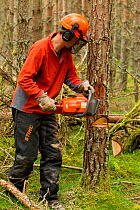 RSPB staff felling pine trees in plantation to create open habitat in woodland, RSPB Abernethy Forest Reserve, Cairngorms National Park, Scotland, UK, September 2011, model released