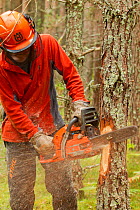 RSPB staff warden ring barking pine tree in plantation woodland to create standing dead wood, RSPB Abernethy Forest Reserve, Cairngorms National Park, Scotland, UK, September 2011, model released