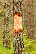 Ring barked pine tree to create dead wood in woodland, RSPB Abernethy Forest Reserve, Cairngorms National Park, Scotland, UK, September 2011