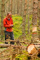 RSPB staff warden taking records of trees felled in plantation as part of management programme to create open woodland habitat, RSPB Abernethy Forest Reserve, Cairngorms National Park, Scotland, UK, S...