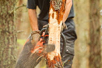 RSPB staff warden ring barking pine tree in plantation woodland to create standing dead wood, RSPB Abernethy Forest Reserve, Cairngorms National Park, Scotland, UK, September 2011, model released
