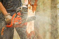 RSPB staff warden ring barking pine tree in plantation woodland to create standing dead wood, RSPB Abernethy Forest Reserve, Cairngorms National Park, Scotland, UK, September 2011, model released. Did...