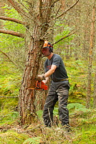 RSPB staff felling pine trees in plantation to create open habitat in woodland, RSPB Abernethy Forest Reserve, Cairngorms National Park, Scotland, UK, September 2011, model released