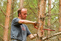 RSPB staff warden hand sawing pine tree to create open habitat in woodland, RSPB Abernethy Forest Reserve, Cairngorms National Park, Scotland, UK, September 2011. Model released.