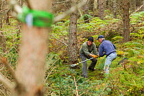 RSPB staff and volunteers tree pulling down  pine trees in plantation to create open habitat in woodland, RSPB Abernethy Forest Reserve, Cairngorms National Park, Scotland, UK, September 2011, model r...