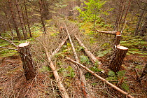 Area of managed pine plantation woodland where trees have been felled, pulled over and ring barked to improve habitat and create open areas within the forest, RSPB Abernethy Forest Reserve, Cairngorms...