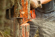 RSPB staff felling pine trees in plantation to create open habitat in woodland, RSPB Abernethy Forest Reserve, Cairngorms National Park, Scotland, UK September 2011, model released
