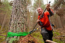 RSPB staff and volunteers tree pulling down pine trees in plantation to create open habitat in woodland, RSPB Abernethy Forest Reserve, Cairngorms National Park, Scotland, UK, September 2011. Model released