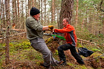 RSPB staff and volunteers tree pulling pine trees down in plantation to create open habitat in woodland, RSPB Abernethy Forest Reserve, Cairngorms National Park, Scotland, UK, September 2011. Model re...