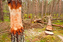 Ring barked pine tree as part of management programme to standing dead wood in plantation woodland, RSPB Abernethy Forest Reserve, Cairngorms National Park, Scotland, UK, September 2011