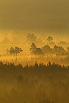 Pine forest on misty autumn morning, Rothiemurchus Forest, Cairngorms National Park, Scotland
