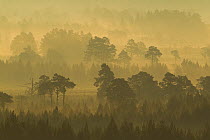 Scots Pine forest on misty autumn morning, Rothiemurchus Forest, Cairngorms National Park, Scotland