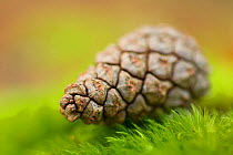Scot's pine cone (Pinus sylvestris) on ground in pinewood, Abernethy National Nature Reserve, Scotland, UK