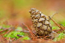 Scot's pine cone (Pinus sylvestris) in pinewood, Abernethy National Nature Reserve, Scotland, UK