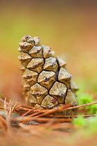 Scot's pine cone (Pinus sylvestris) in pine wood, Abernethy National Nature Reserve, Scotland, UK, October