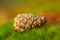Scot's pine cone (Pinus sylvestris) in pineoowd, Abernethy National Nature Reserve, Scotland, UK, October. Did you know? As well as two national parks, Scotland has a further 47 National Nature Reserv...