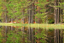 Pine woodland reflected in Loch Garten, Abernethy National Nature Reserve, Cairngorms National Park, Scotland, UK, October 2011
