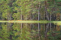 Pine woodland reflected in Loch Garten, Abernethy National Nature Reserve, Cairngorms National Park, Scotland, UK