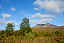 Woodland restoration scheme, view of habitat with Beinn Eighe in background, Beinn Eighe National Nature Reserve, Scotland, UK, June 2011