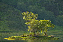 Silver birch (Betula pendula) trees in spring, Beinn Eighe National Nature Reserve, Wester Ross, Scotland, UK, June 2011