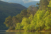Birch and pine woodland, Beinn Eighe National Nature Reserve, Wester Ross, Scotland, UK, June 2011